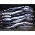 Chinese Frozen Fish Pacific Mackerel Wr 200-300g